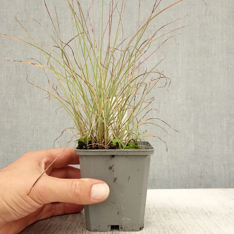 Esemplare di Miscanthus sinensis Morning Light Vasetto da 8/9 cm come consegnato in autunno