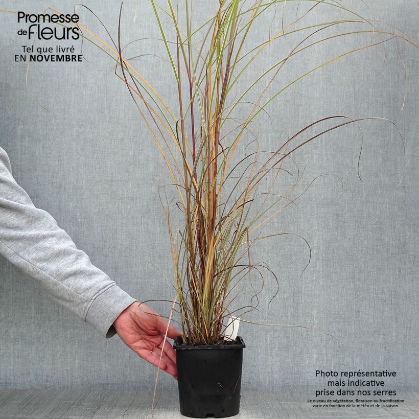 Esemplare di Miscanthus sinensis Morning Light Vaso da 2L/3L come consegnato in autunno