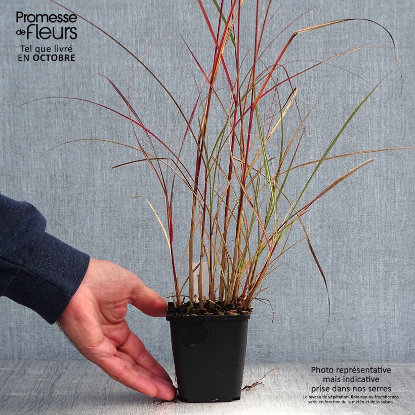 Esemplare di Miscanthus sinensis Nippon Vasetto da 8/9 cm come consegnato in autunno