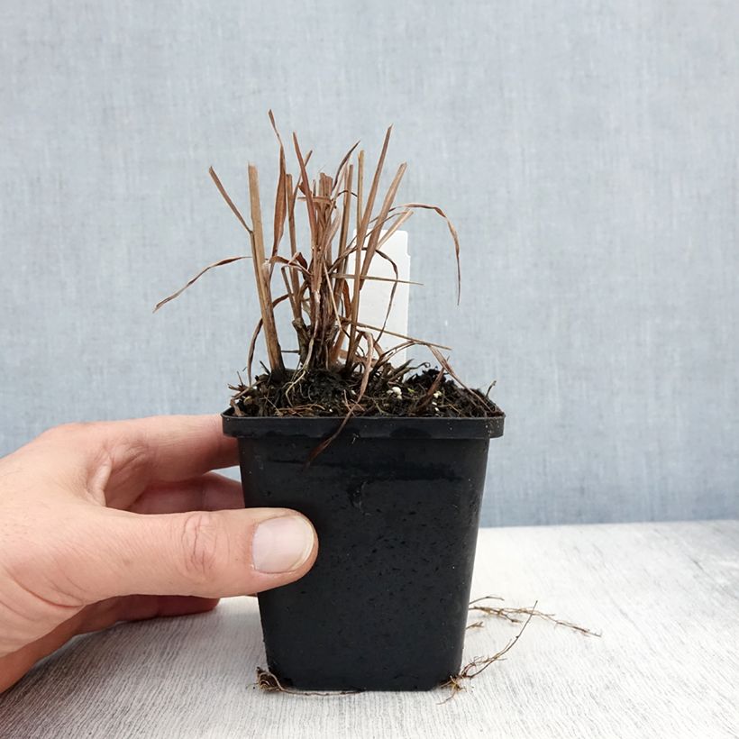 Esemplare di Miscanthus sinensis Purpurascens Vasetto da 8/9 cm come consegnato in autunno