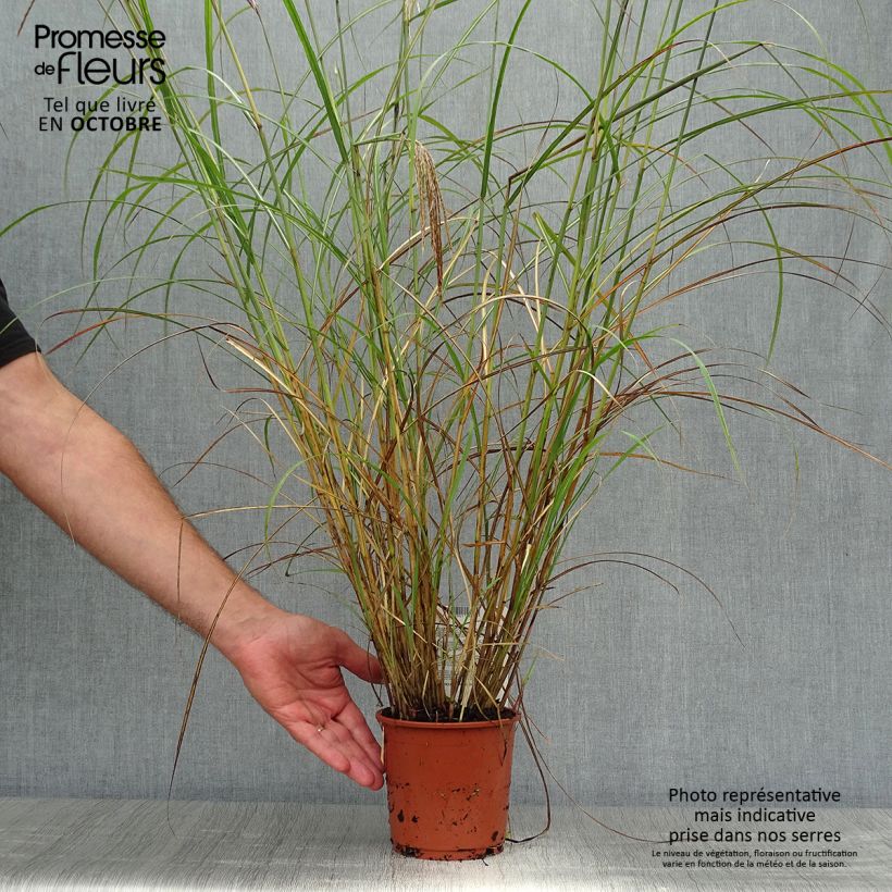 Esemplare di Miscanthus sinensis Red Chief Vaso da 1,5L/2L come consegnato in autunno