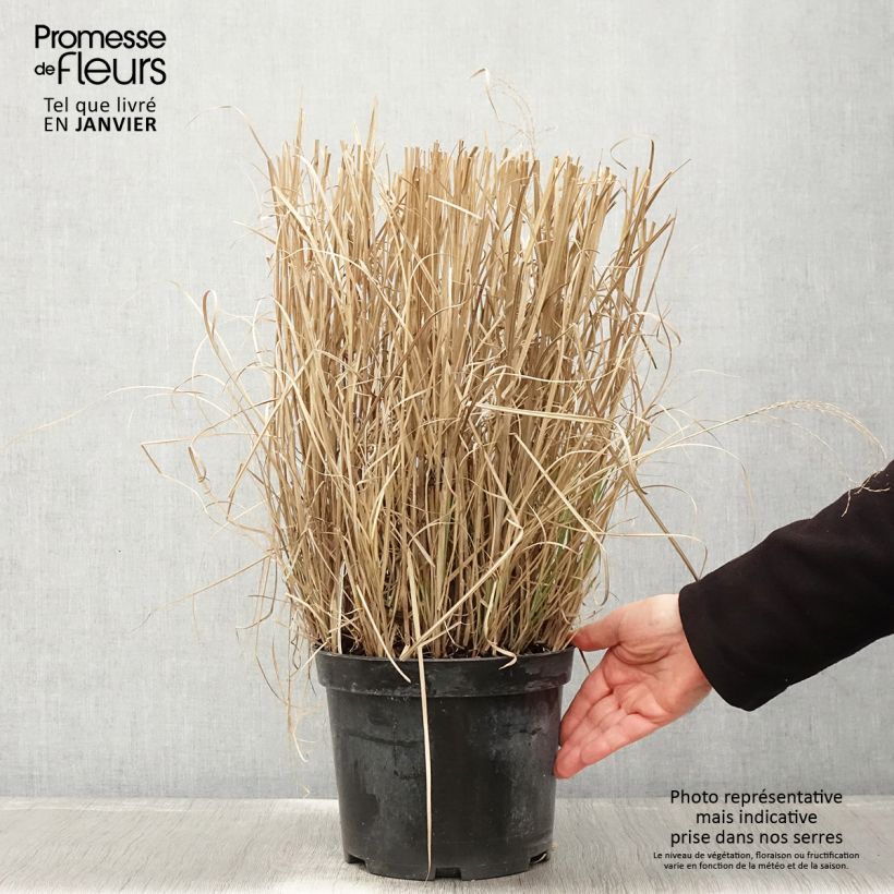Miscanthus sinensis Red Chief Vaso da 4L/5L esemplare consegnato in inverno