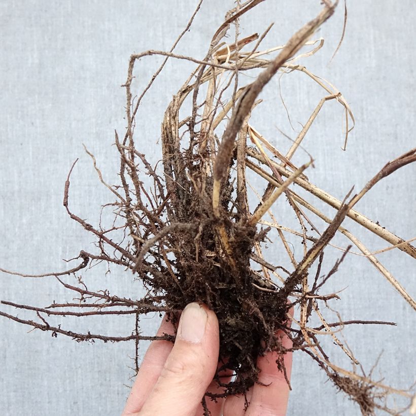 Miscanthus sinensis Red Chief Piante piccole a radice nuda esemplare consegnato in inverno