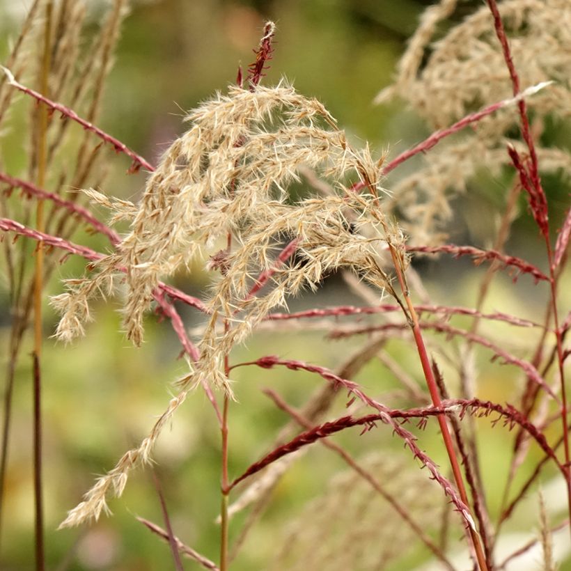 Miscanthus sinensis Samurai (Fioritura)