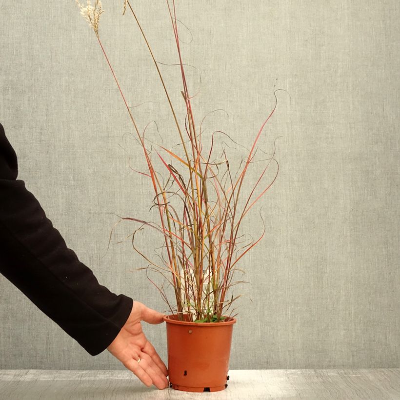 Esemplare di Miscanthus sinensis Samurai Vaso da 1L/1,5L come consegnato in autunno