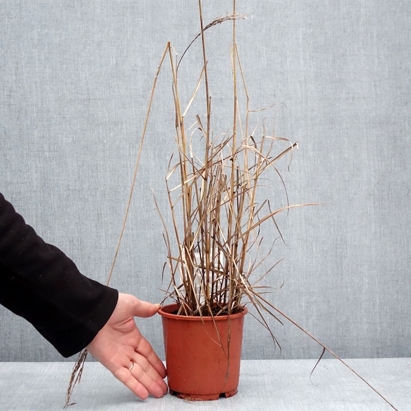 Miscanthus sinensis Samurai Vaso da 1L/1,5L esemplare consegnato in inverno