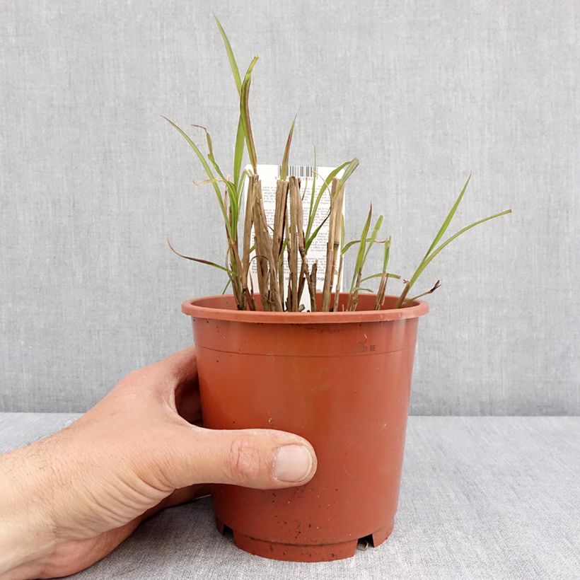 Miscanthus sinensis Samurai Vaso da 1L/1,5L esemplare consegnato in primavera