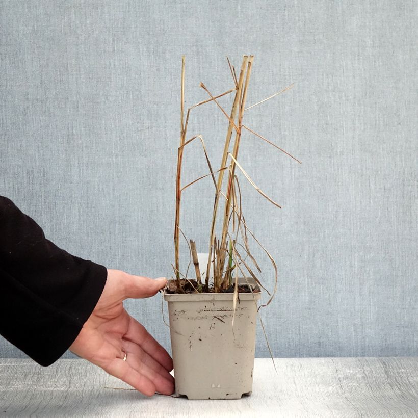 Esemplare di Miscanthus sinensis Sarabande Vasetto da 8/9 cm come consegnato in autunno