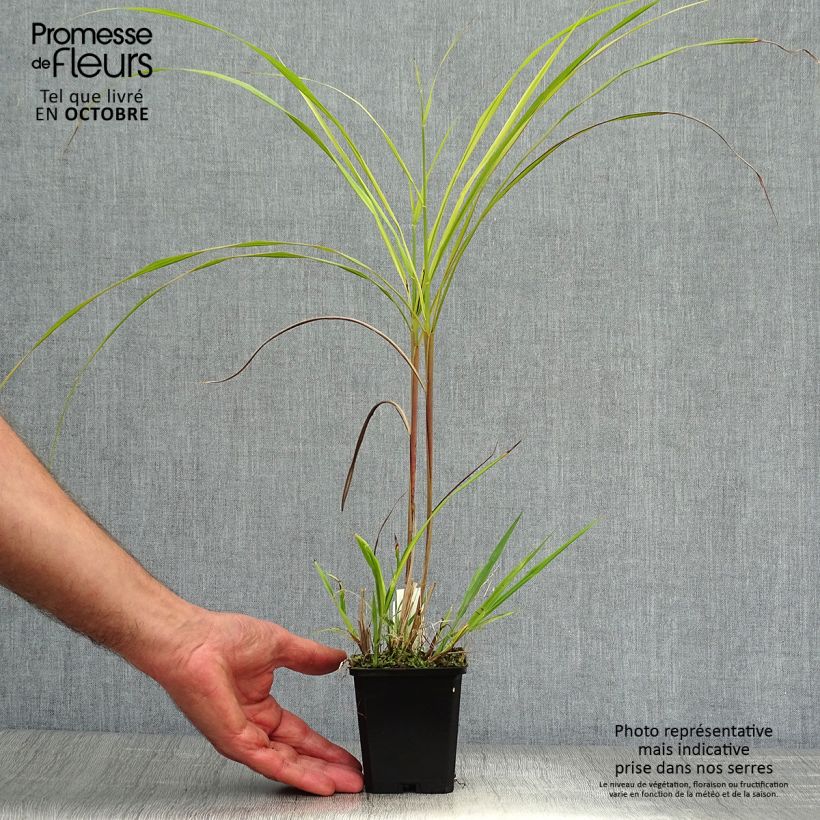 Esemplare di Miscanthus sinensis Silberfeder Vasetto da 8/9 cm come consegnato in autunno