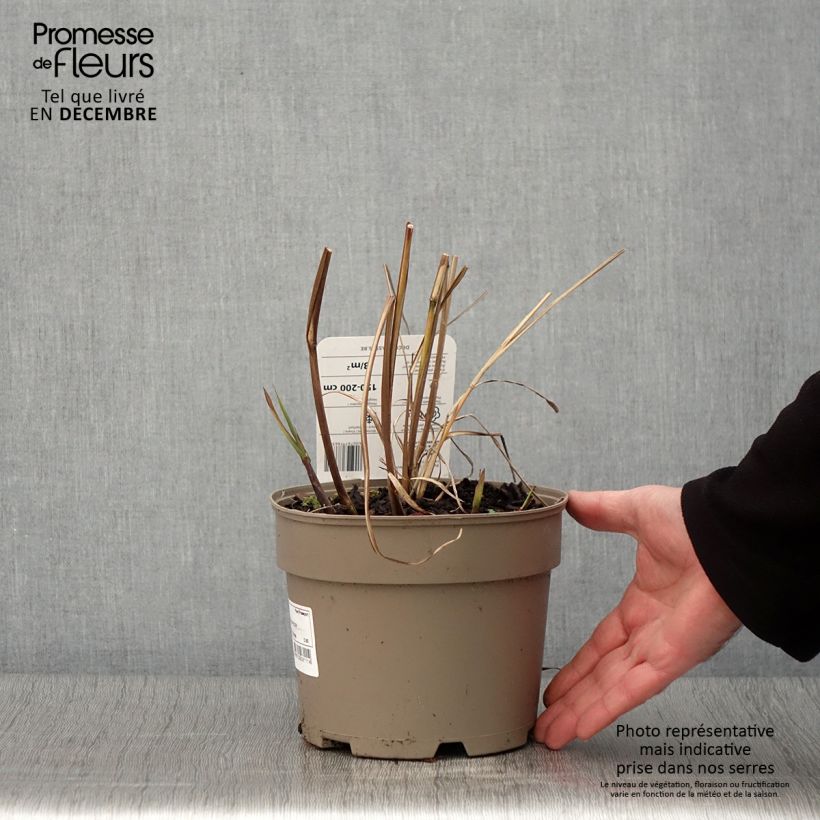 Esemplare di Miscanthus sinensis Silberfeder Vaso da 2L/3L come consegnato in autunno