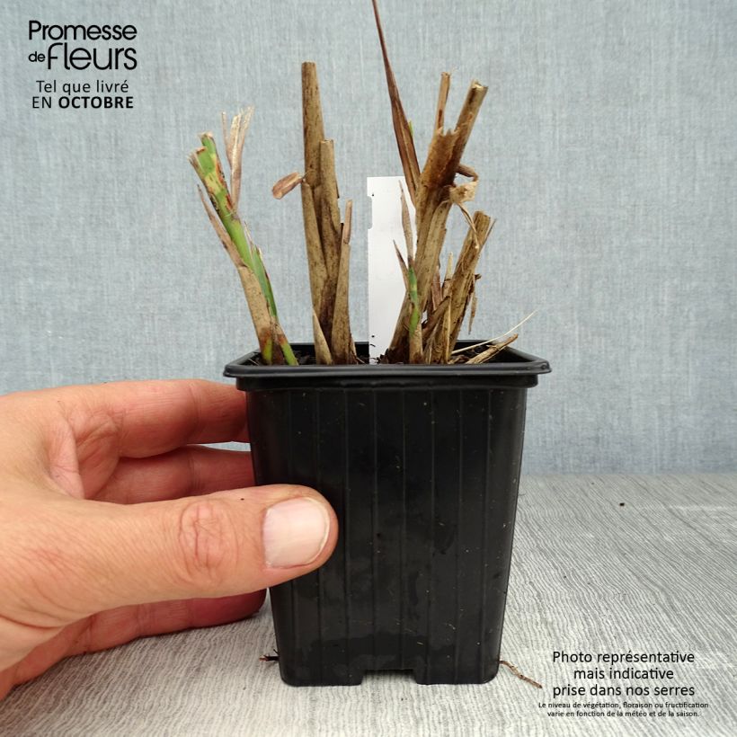 Esemplare di Miscanthus sinensis Sirene Vasetto da 8/9 cm come consegnato in autunno