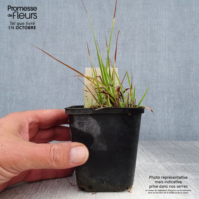 Esemplare di Miscanthus sinensis Strictus Dwarf Vasetto da 8/9 cm come consegnato in autunno