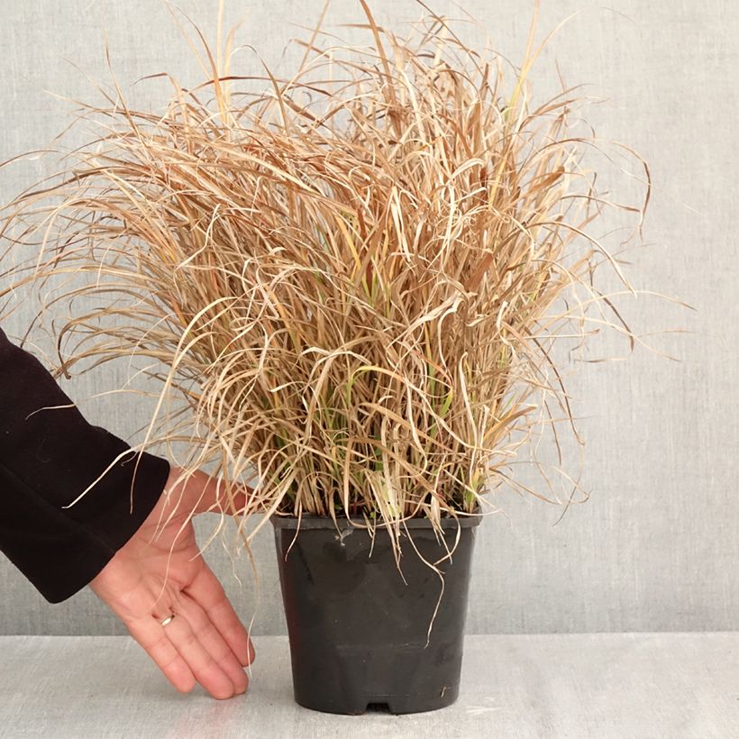 Esemplare di Miscanthus sinensis Strictus Dwarf Vaso da 2L/3L come consegnato in autunno