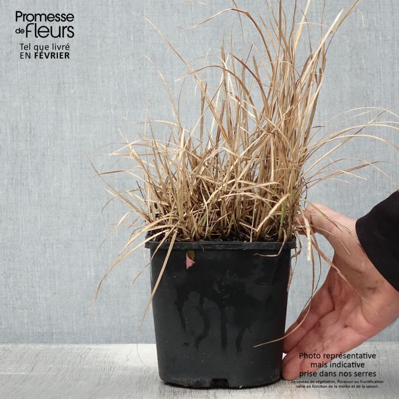Miscanthus sinensis Strictus Dwarf Vaso da 2L/3L esemplare consegnato in inverno