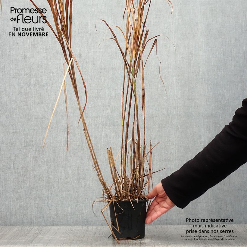 Esemplare di Miscanthus sinensis Strictus Vaso da 2L/3L come consegnato in autunno