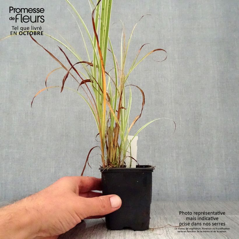 Esemplare di Miscanthus sinensis Variegatus Vasetto da 8/9 cm come consegnato in autunno