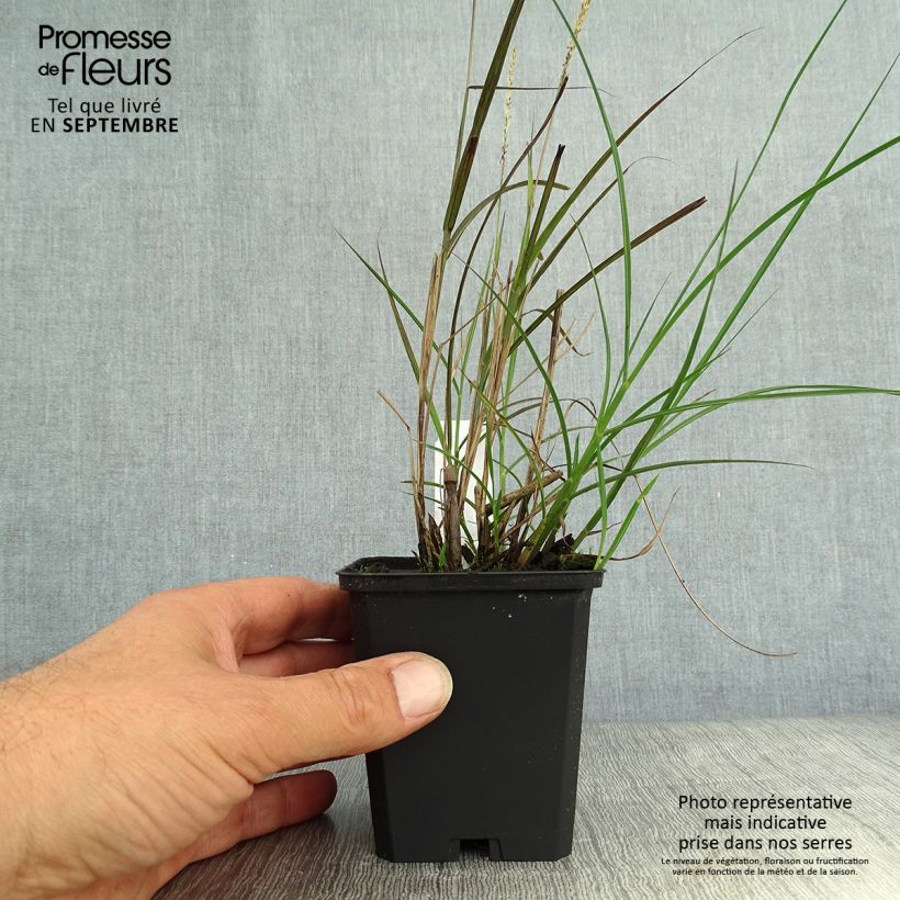 Esemplare di Miscanthus sinensis Yaku-Jima Vasetto da 8/9 cm come consegnato in autunno