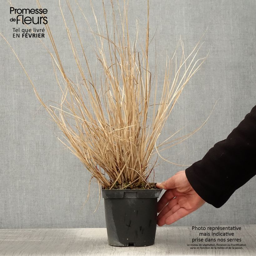 Miscanthus sinensis Yaku-Jima Vaso da 2L/3L esemplare consegnato in inverno