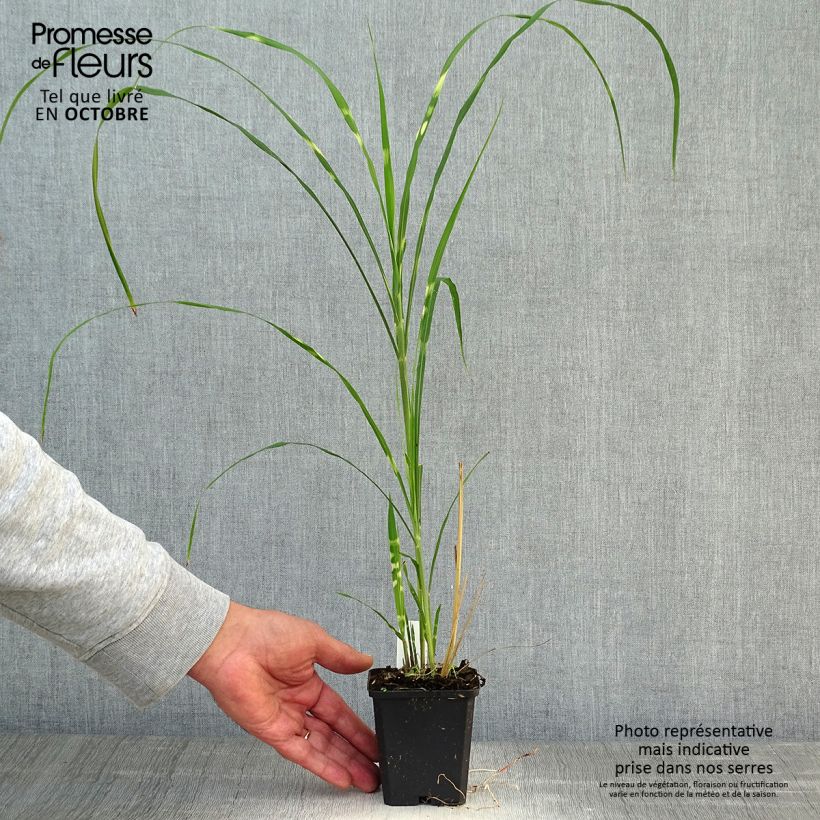 Esemplare di Miscanthus sinensis Zebrinus Vasetto da 8/9 cm come consegnato in autunno
