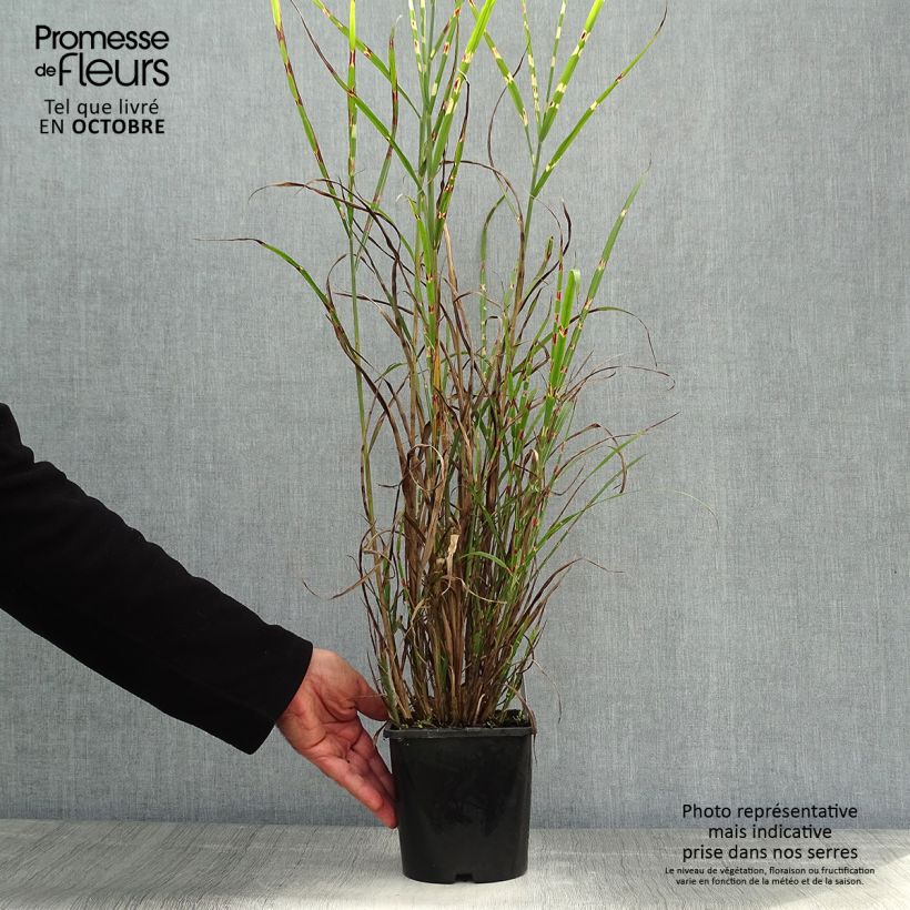 Esemplare di Miscanthus sinensis Zebrinus Vaso da 2L/3L come consegnato in autunno