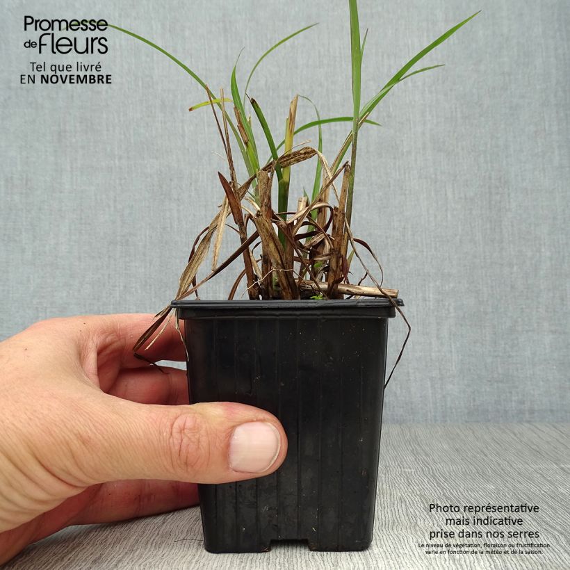 Esemplare di Miscanthus transmorrisonensis Vasetto da 8/9 cm come consegnato in autunno