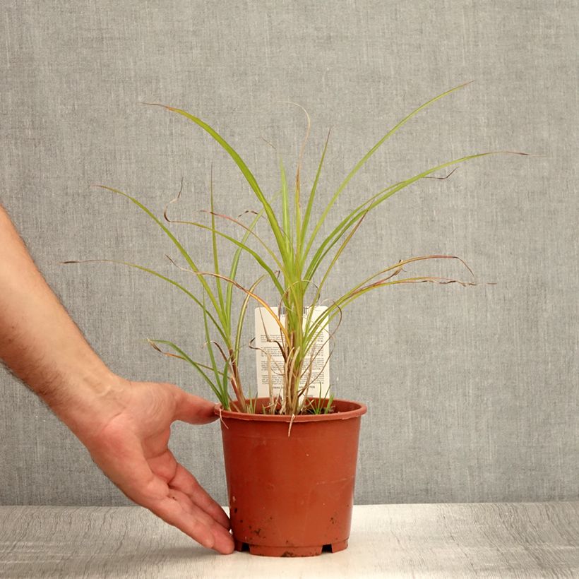 Esemplare di Miscanthus transmorrisonensis Vaso da 1L/1,5L consegnato in estate