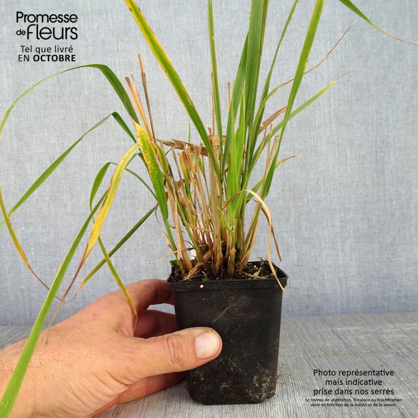 Esemplare di Molinia caerulea subsp. arundinacea Windsaule Vasetto da 8/9 cm come consegnato in autunno