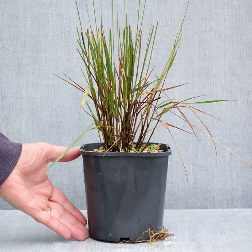 Esemplare di Molinia caerulea Edith Dudszus Vaso da 2L/3L come consegnato in autunno