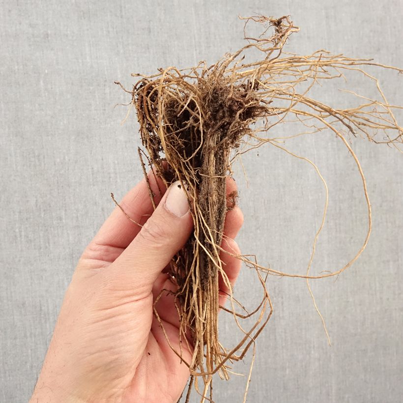 Molinia caerulea Edith Dudszus Piante piccole a radice nuda esemplare consegnato in inverno
