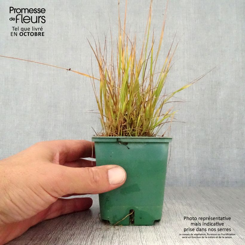 Esemplare di Molinia caerulea Heidezwerg Vasetto da 8/9 cm come consegnato in autunno