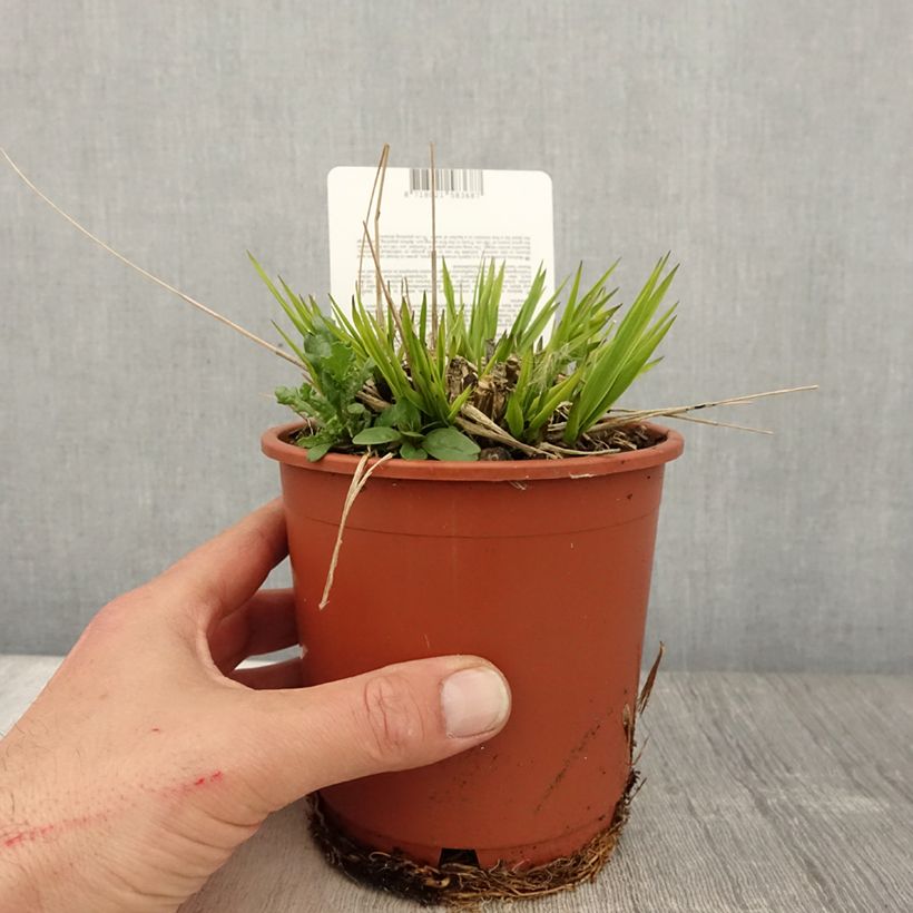 Molinia caerulea subsp. arundinacea Fontäne Vaso da 1L/1,5L esemplare consegnato in primavera