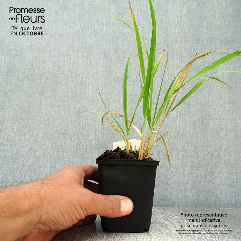 Esemplare di Molinia caerulea subsp. arundinacea Skyracer Vasetto da 8/9 cm come consegnato in autunno