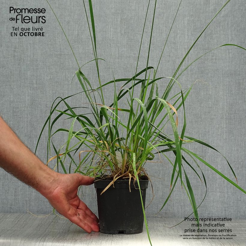 Esemplare di Molinia caerulea subsp. arundinacea Skyracer Vaso da 2L/3L come consegnato in autunno