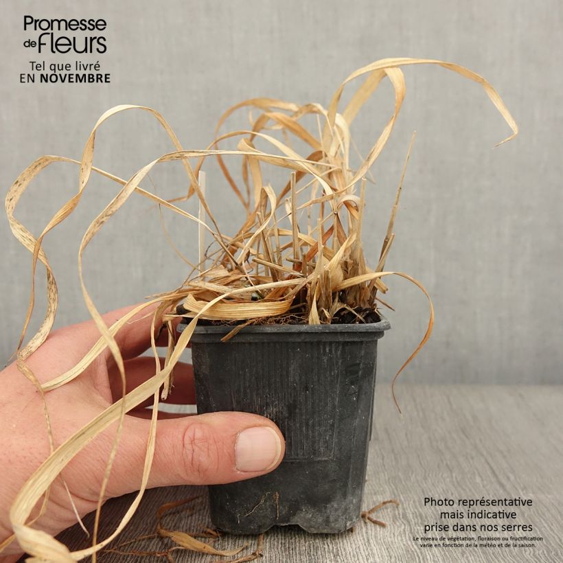 Esemplare di Molinia caerulea subsp. arundinacea Transparent Vasetto da 8/9 cm come consegnato in autunno