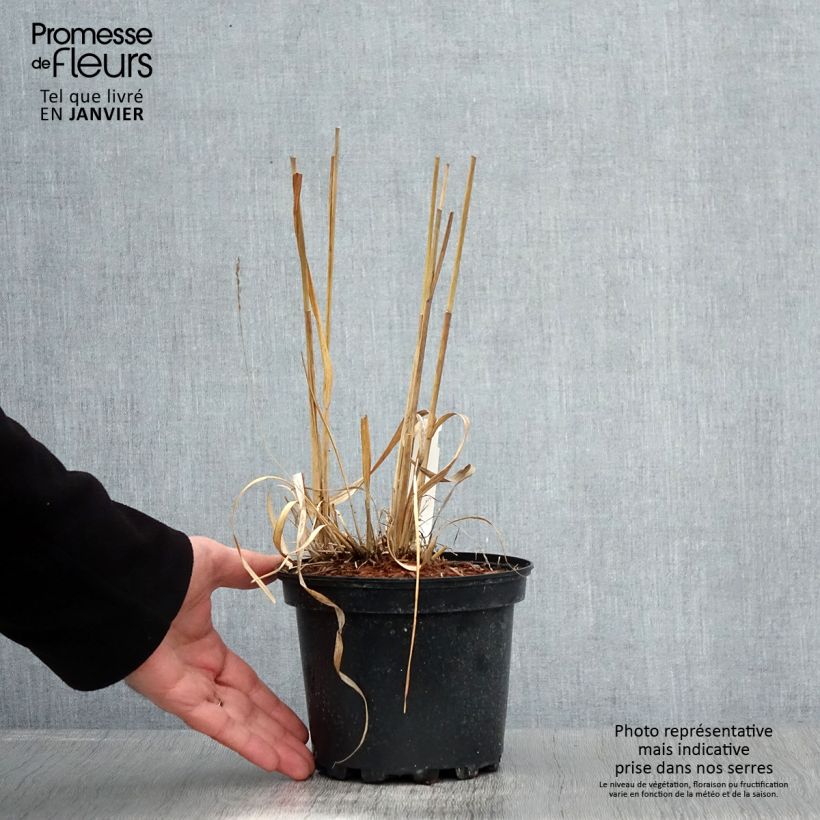 Molinia caerulea subsp. arundinacea Transparent Vaso da 2L/3L esemplare consegnato in inverno