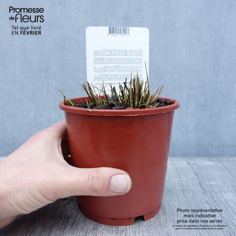 Molinia caerulea subsp. caerulea Heidebraut Vaso da 1L/1,5L esemplare consegnato in inverno