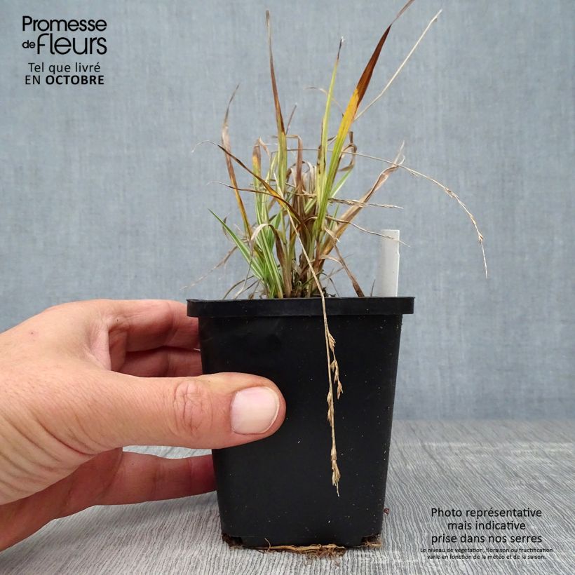 Esemplare di Molinia caerulea subsp. caerulea Variegata Vasetto da 8/9 cm come consegnato in autunno