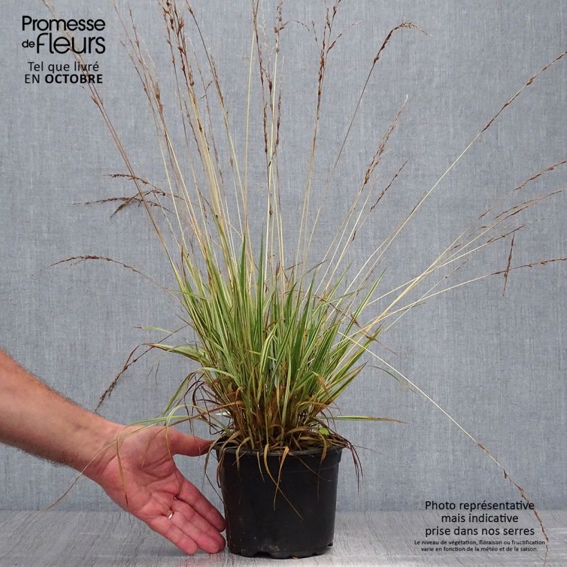 Esemplare di Molinia caerulea subsp. caerulea Variegata Vaso da 2L/3L come consegnato in autunno