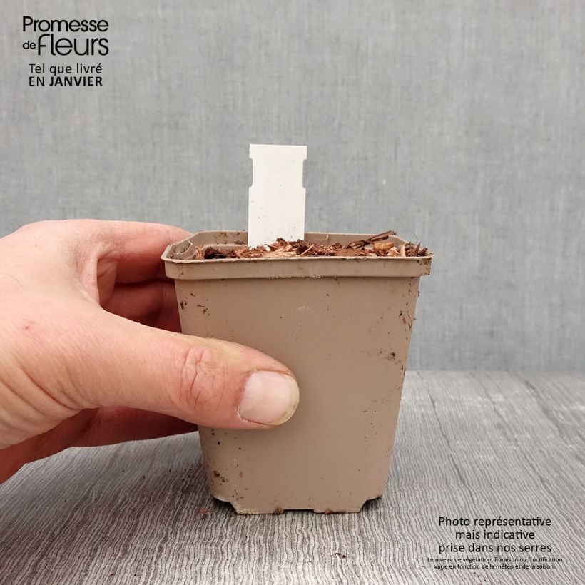 Molopospermum peloponnesiacum - Cicutaria del Peloponneso Vasetto da 8/9 cm esemplare consegnato in inverno