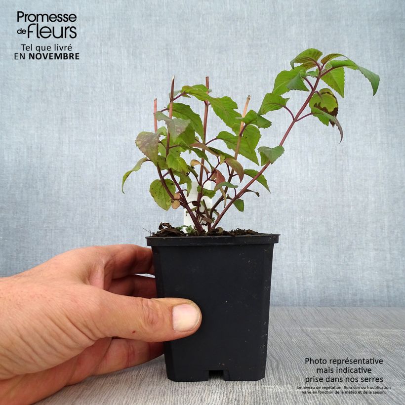 Esemplare di Monarda Blaustrumpf - Monarda Vasetto da 8/9 cm come consegnato in autunno
