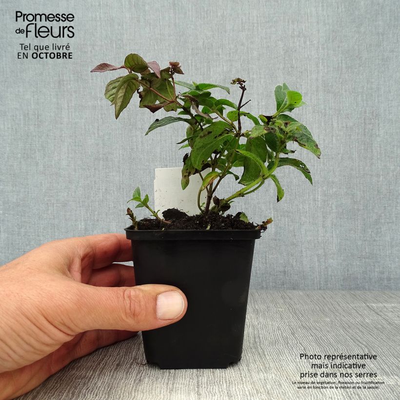 Esemplare di Monarda bradburiana - Monarda Vasetto da 8/9 cm come consegnato in autunno