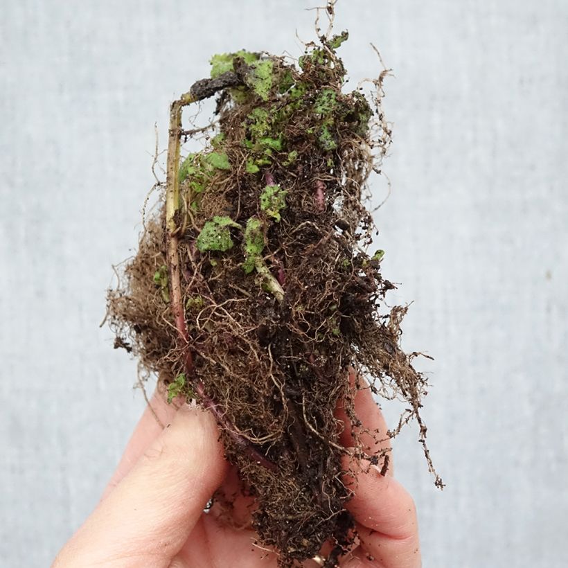 Monarda Cambridge Scarlet - Monarda Piante piccole a radice nuda esemplare consegnato in inverno