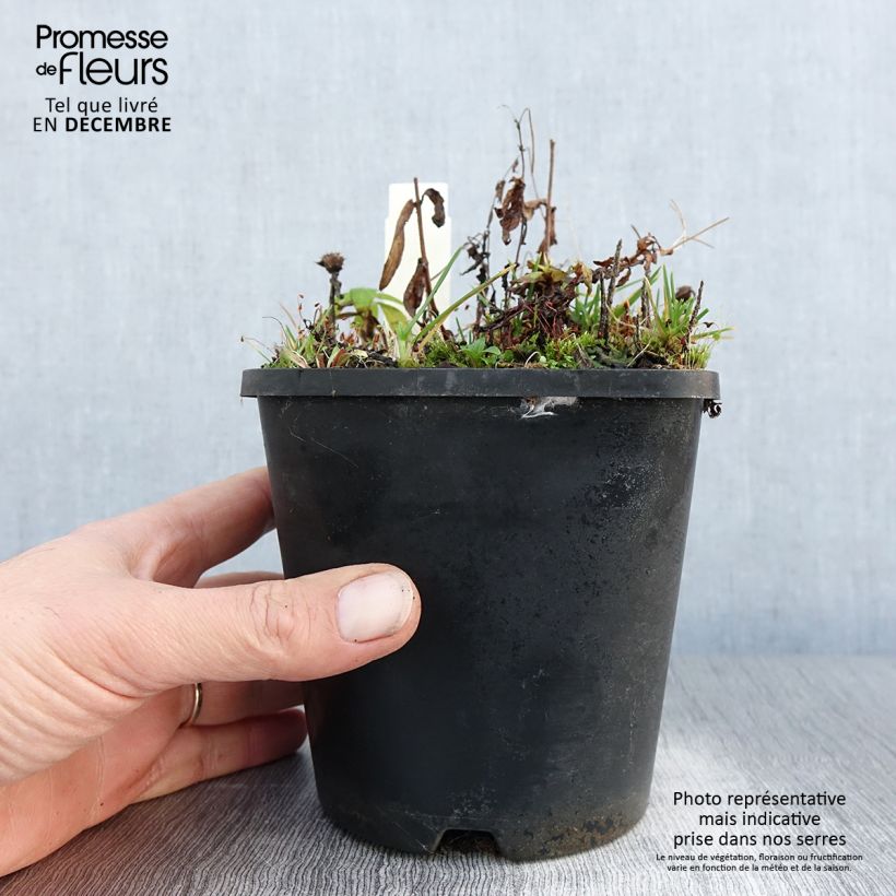 Monarda didyma Cranberry Lace - Monarda Vaso da 1,5L/2L esemplare consegnato in inverno