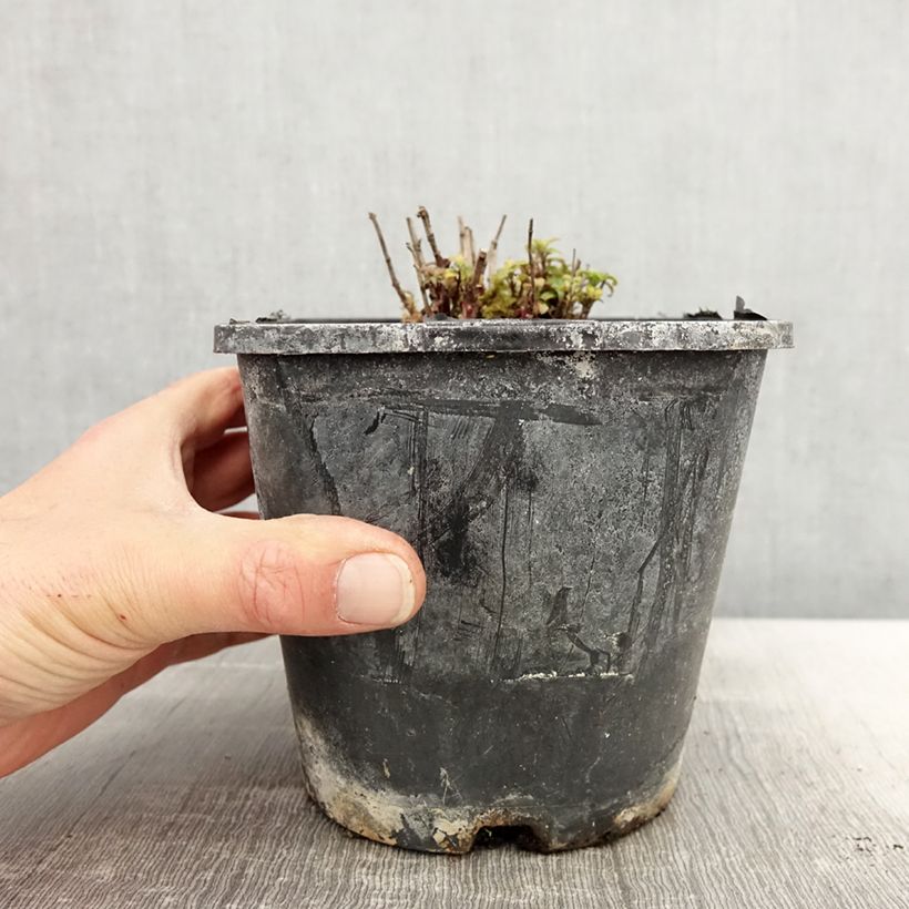 Monarda didyma Cranberry Lace - Monarda Vaso da 1,5L/2L esemplare consegnato in primavera