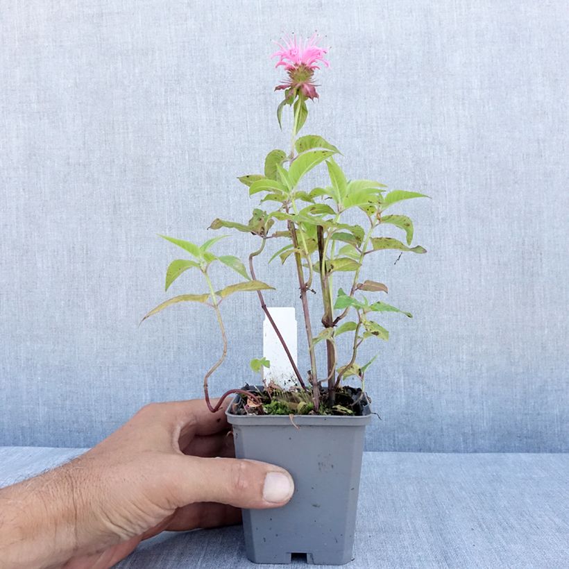 Esemplare di Monarda didyma Croftway Pink - Monarda Vasetto da 8/9 cm consegnato in estate