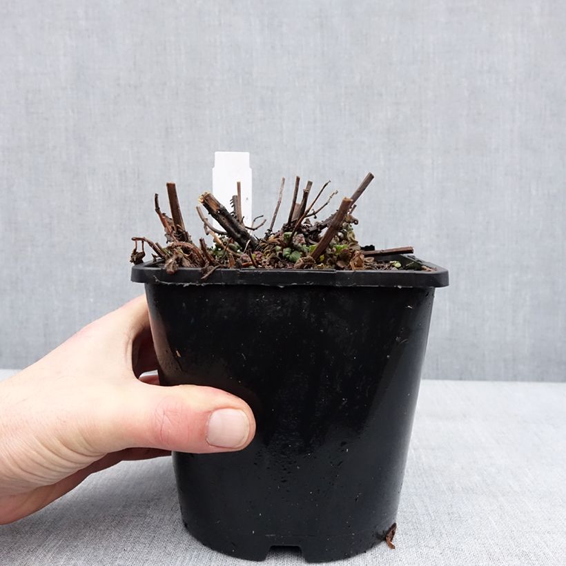 Monarda didyma Pink Supreme - Monarda Vaso da 1,5L/2L esemplare consegnato in inverno