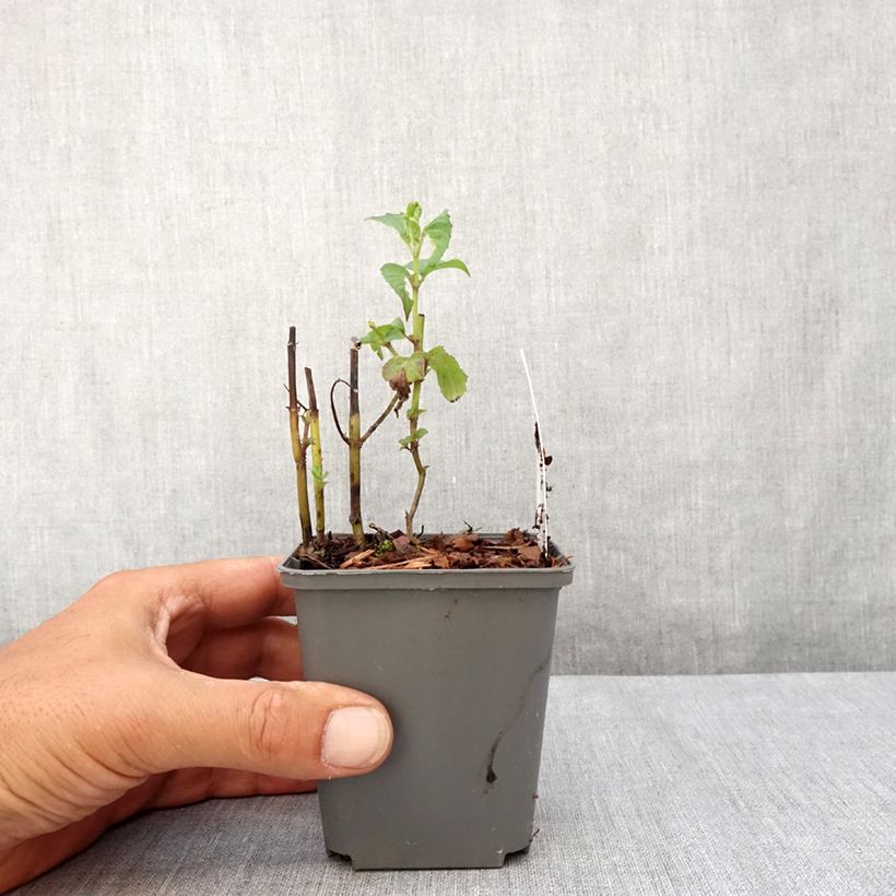 Esemplare di Monarda x fistulosa Feuerschopf - Monarda Vasetto da 8/9 cm consegnato in estate