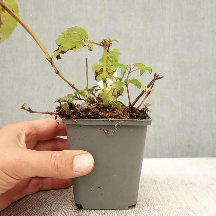 Esemplare di Monarda x fistulosa Feuerschopf - Monarda Vasetto da 8/9 cm come consegnato in autunno