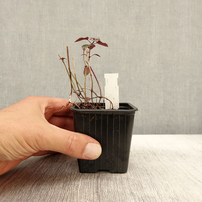 Esemplare di Monarda fistulosa subsp.menthifolia - Monarda Vasetto da 8/9 cm come consegnato in autunno