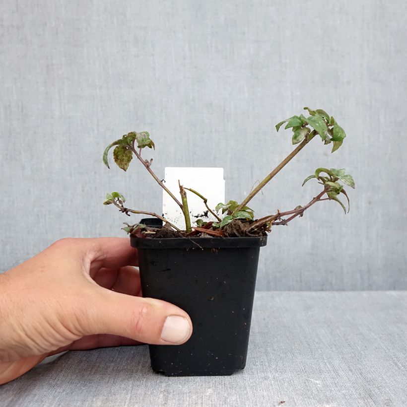 Esemplare di Monarda Melissa - Monarda Vasetto da 8/9 cm come consegnato in autunno